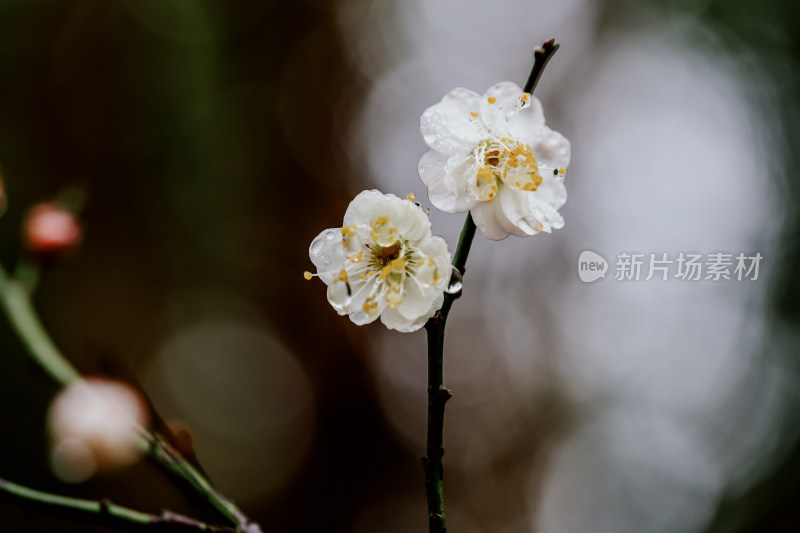 雨天盛开的西溪湿地梅花微距视角