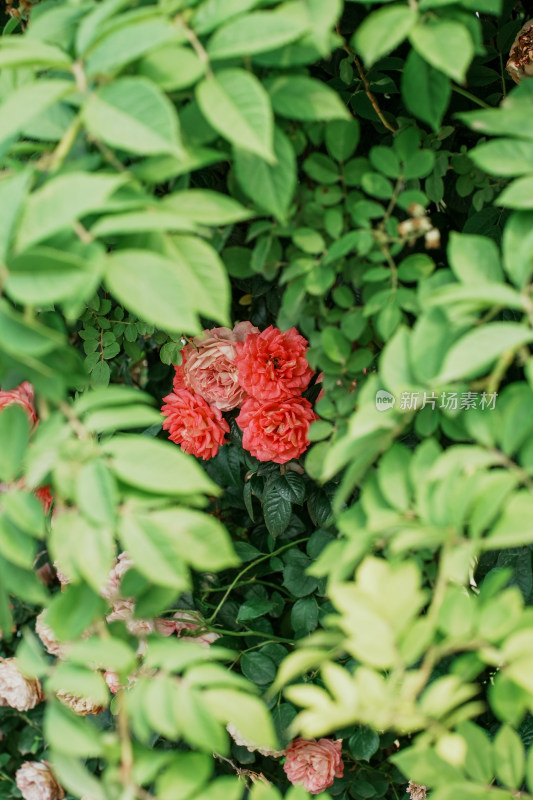 北京国家植物园月季