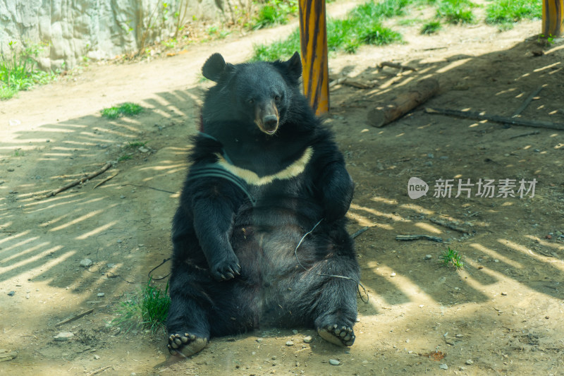 亚洲黑熊坐在地上