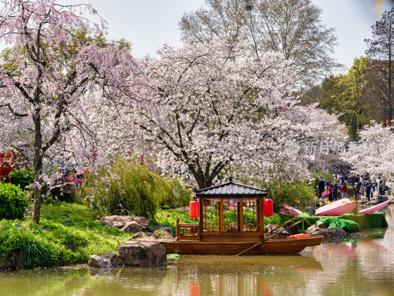 武汉东湖樱花园白色樱花盛开