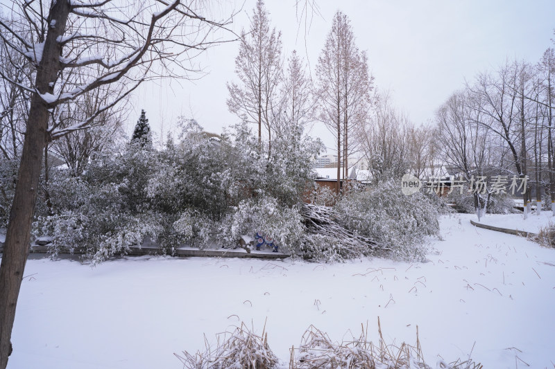 雪后树林自然景观