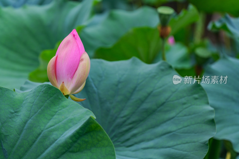 夏季荷塘荷花莲蓬荷叶特写