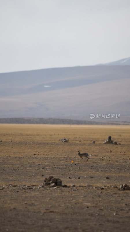 西藏野生动物 藏野兔