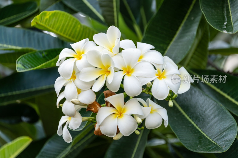 纯白鸡蛋花