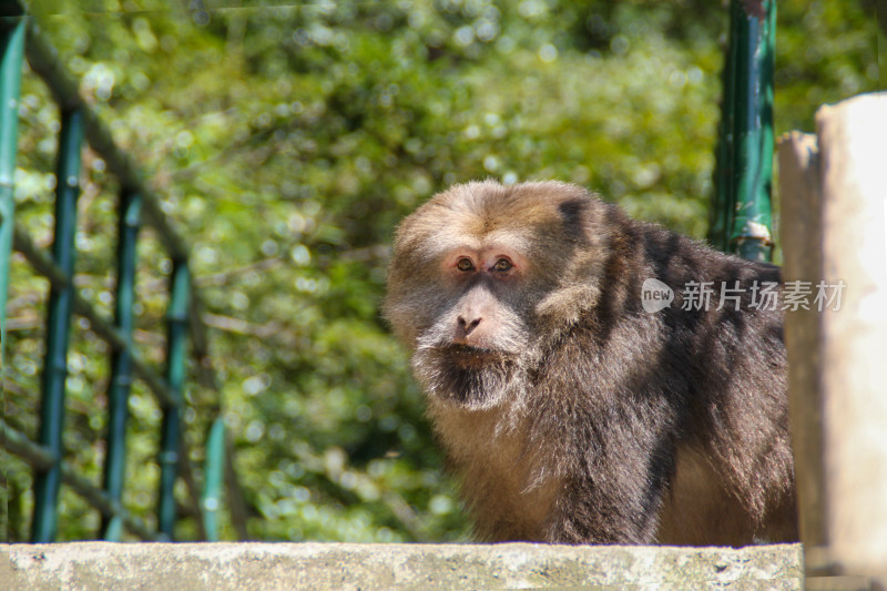 户外围栏边的猴子特写