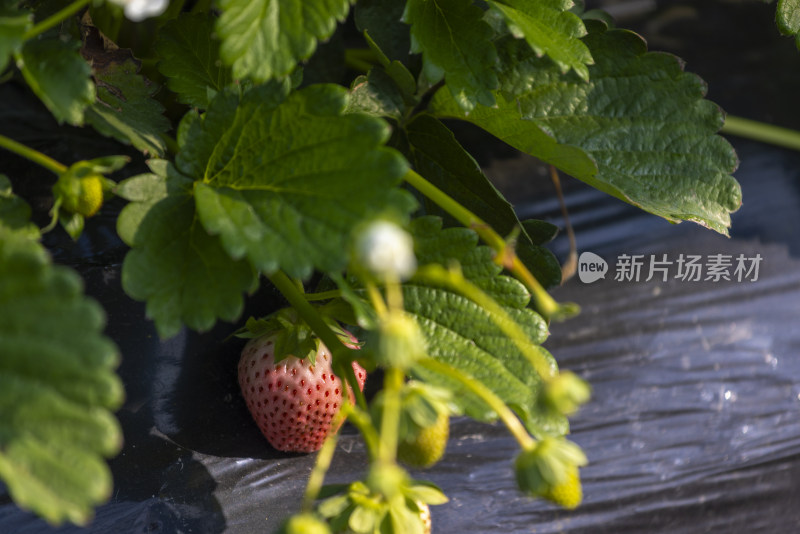 江南大棚覆盖地膜种植生态草莓