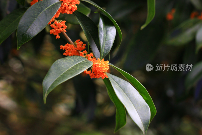 丹桂花枝背景实拍素材