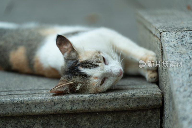 台阶上休息的三色猫