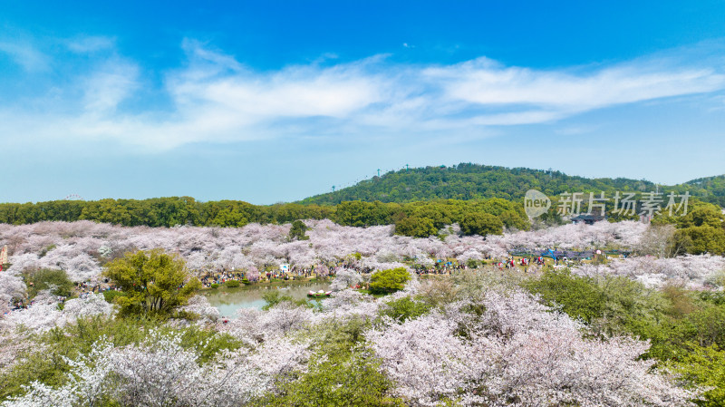 湖北武汉东湖樱花园与磨山