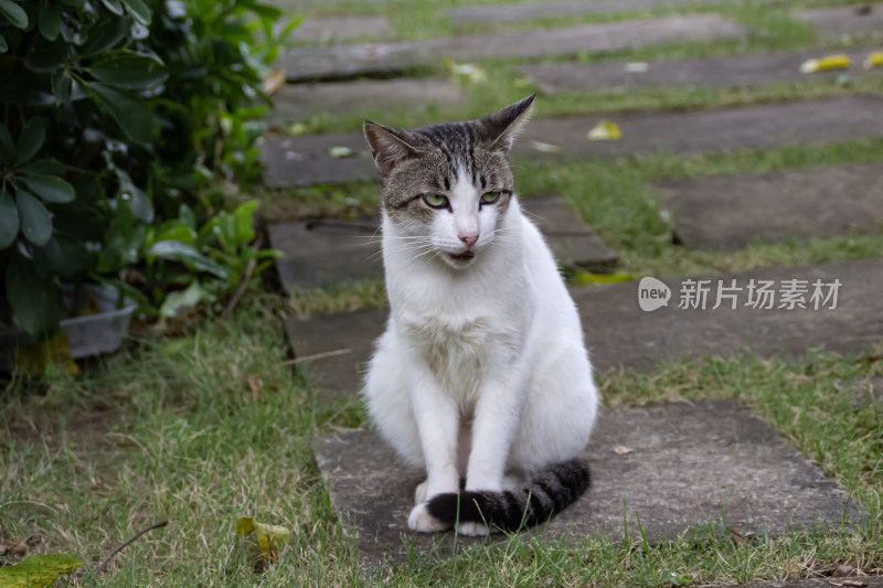 小猫特写