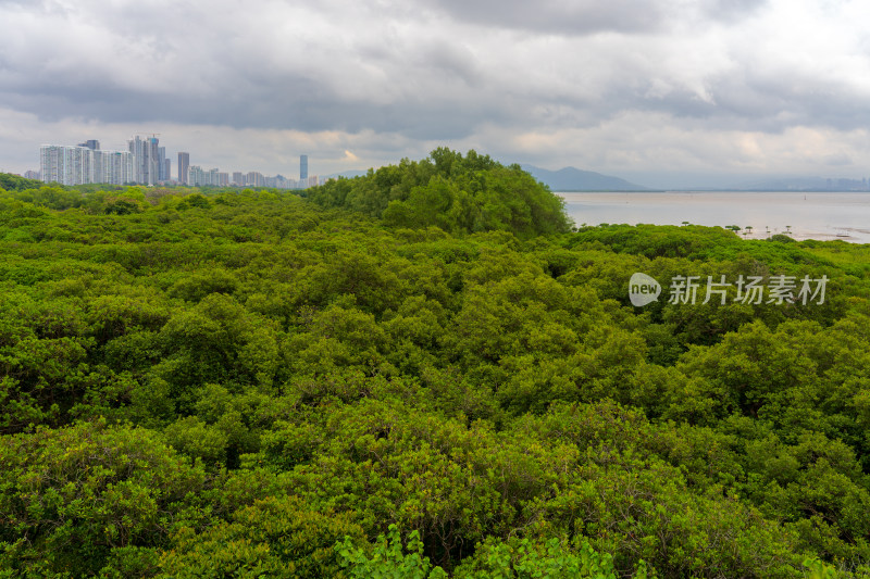 广东深圳福田红树林国际保护湿地公园
