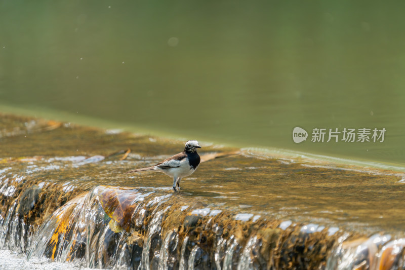 白鹡鸰戏水