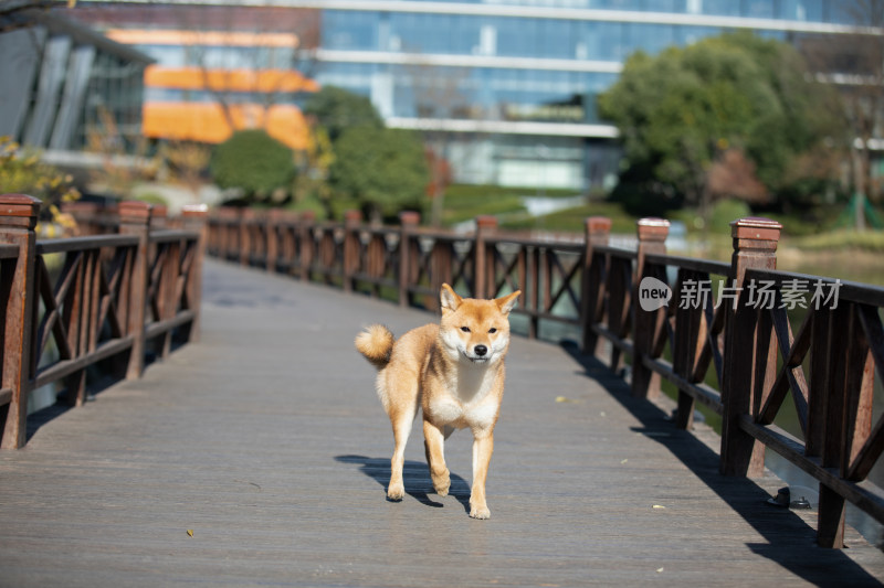 一只在栈道上玩耍的柴犬