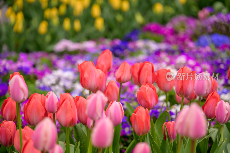 郁金香花海