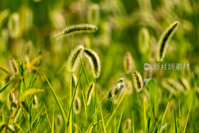 狗尾草植物虚化镜头