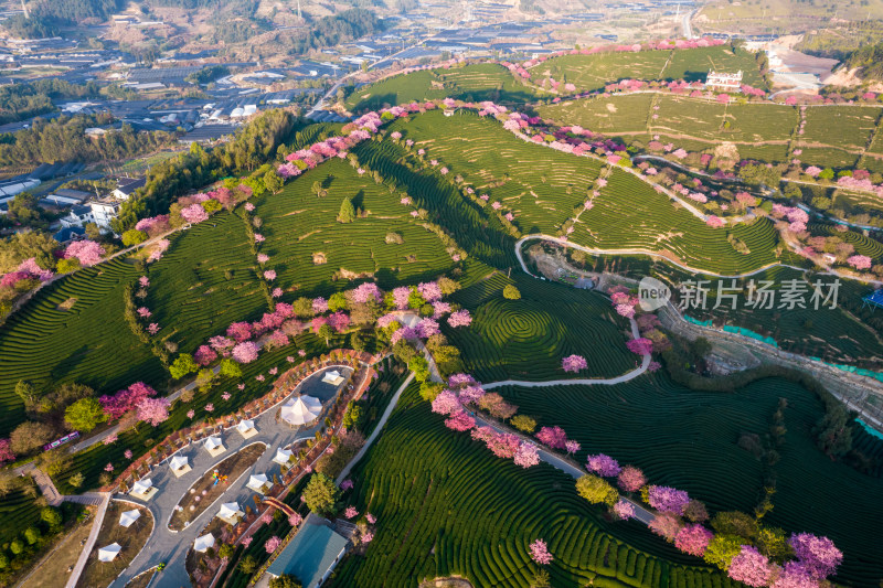 福建龙岩永福台品樱花茶园