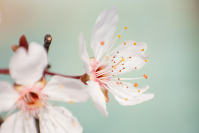 唯美花朵特写