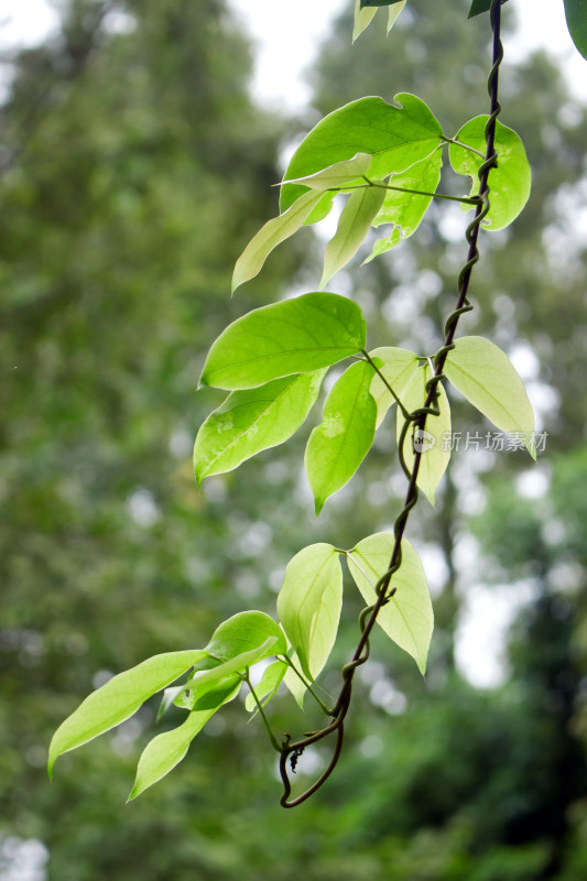 树叶植物嫩叶