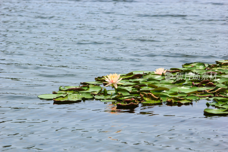 漂浮在湖面上的睡莲花