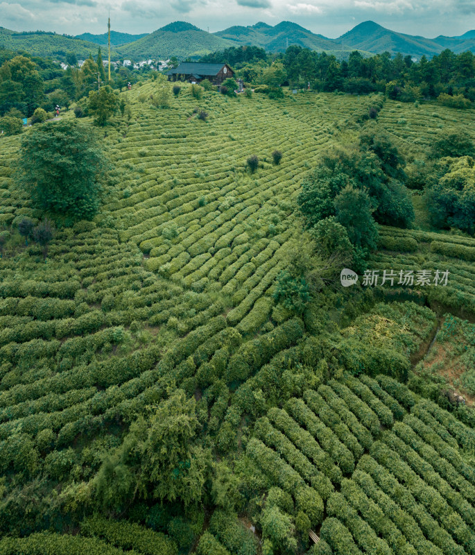 航拍绿意盎然的山间梯田式茶园