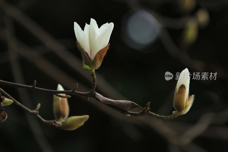 白色玉兰花开