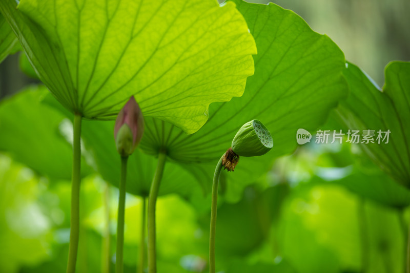 荷叶下面的花骨朵莲蓬