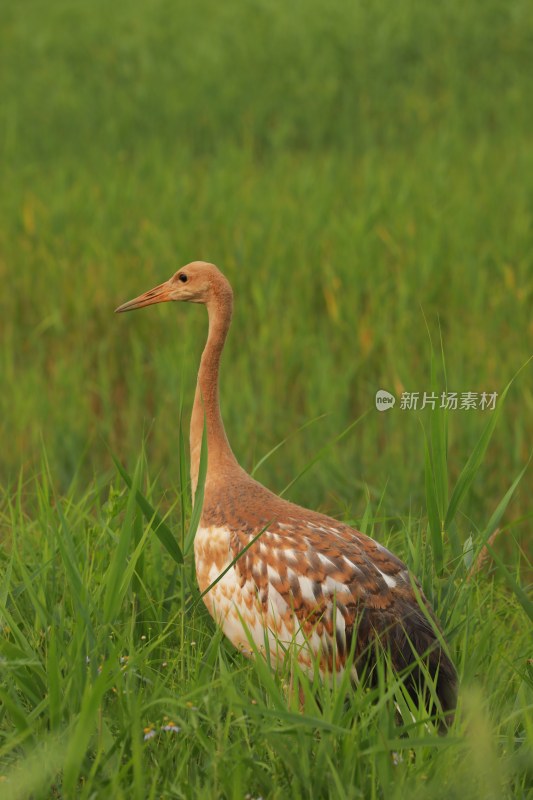 草原草地丹顶鹤