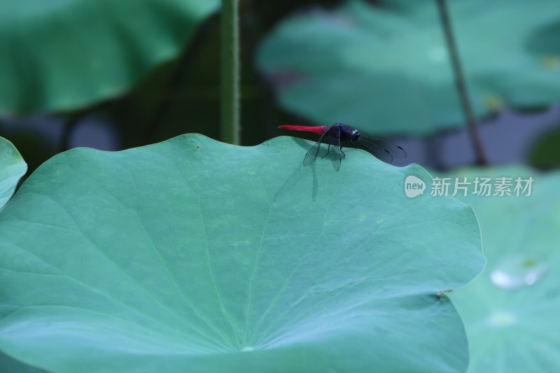 记录生活 花儿 虫儿 工作的人们 我们的世界