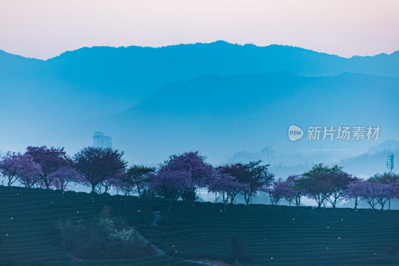 龙岩永福台品樱花茶园