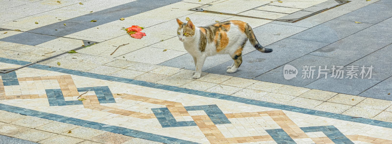 流浪三花猫