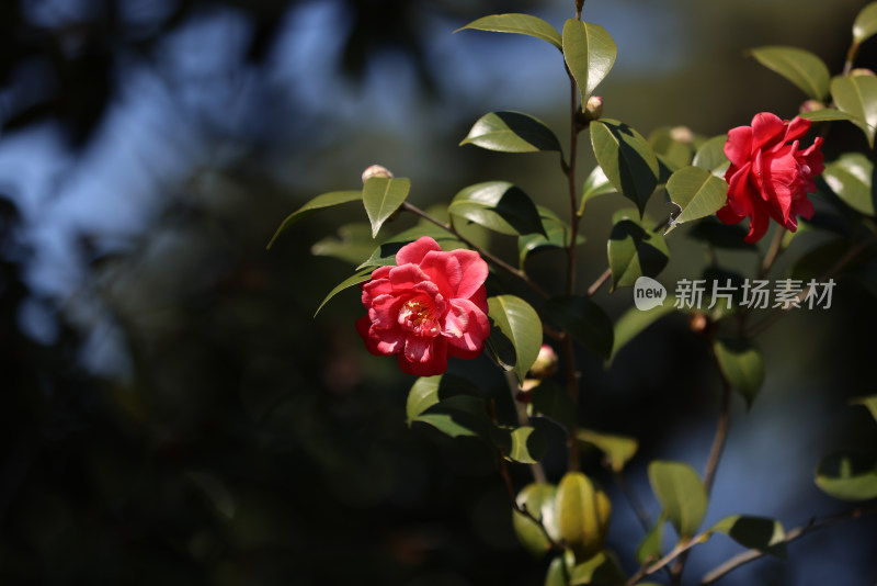 杭州西湖花港观鱼的红色山茶花