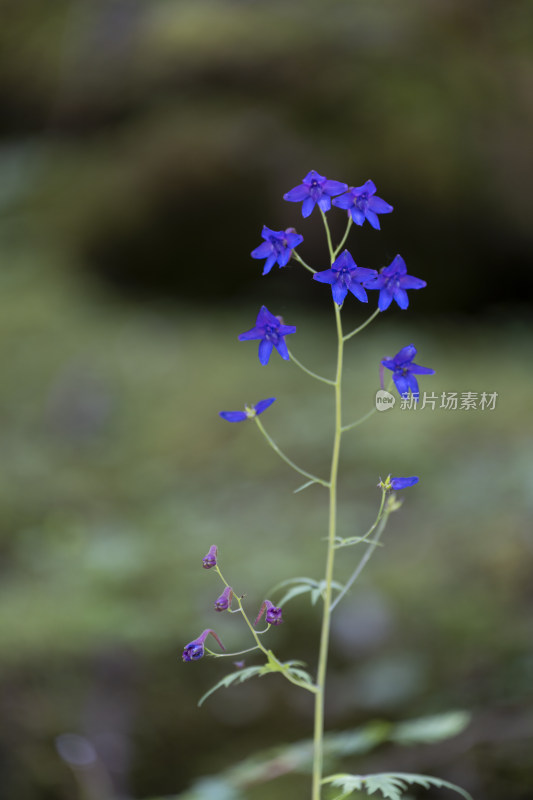 夏天山野里生长绽放的紫色翠雀花