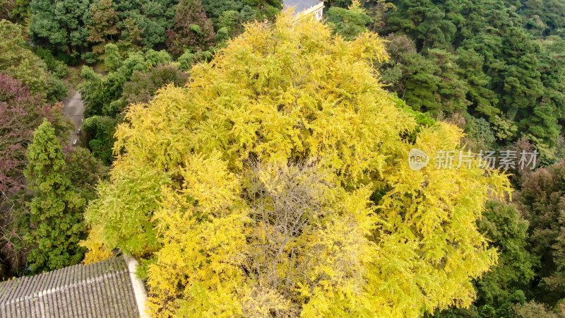 航拍南岳衡山千年银杏树