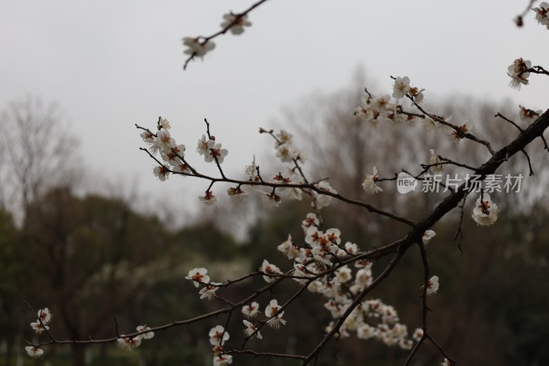 枝头盛开的白色花朵春意盎然