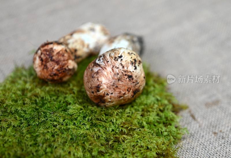 甘孜州野生松茸