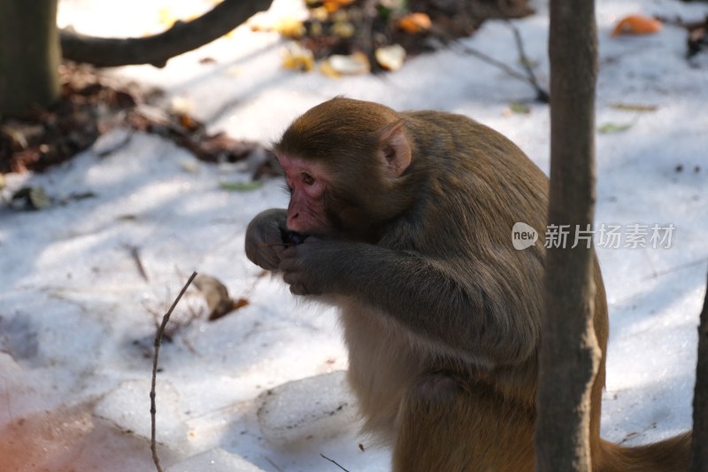 雪地中进食的猴子