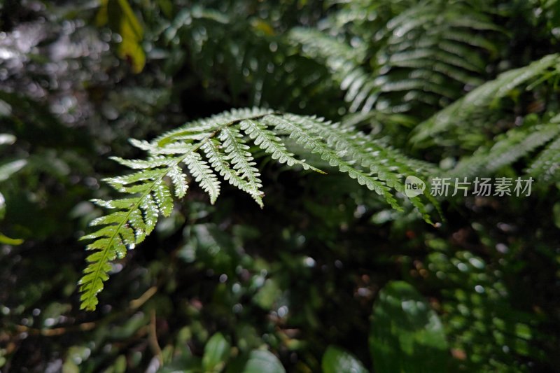 雨后蕨类植物羽毛状的叶子