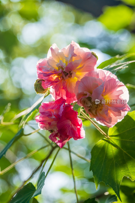 逆光的木槿花特写