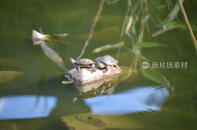 广东东莞：寺庙水池里的乌龟