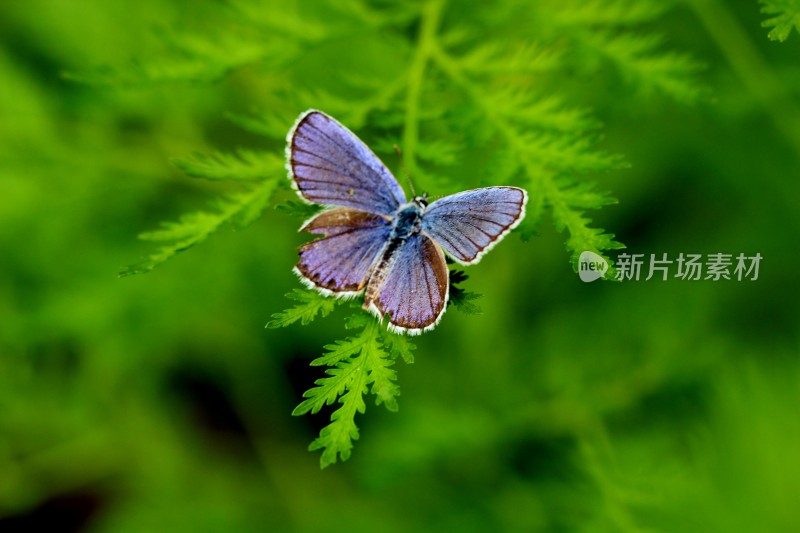 小蝴蝶在植物上小憩