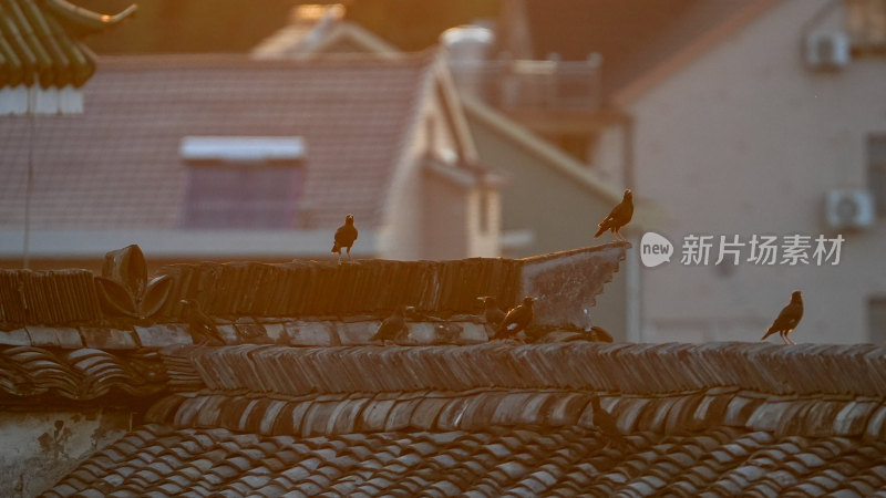 屋顶上栖息的鸟群