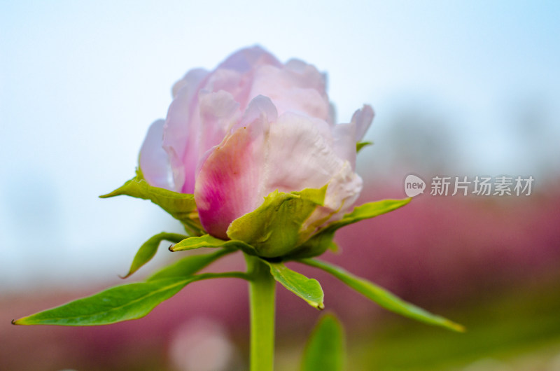 特写粉色芍药花