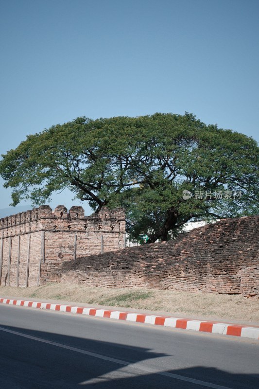 清迈街道旁绿树场景