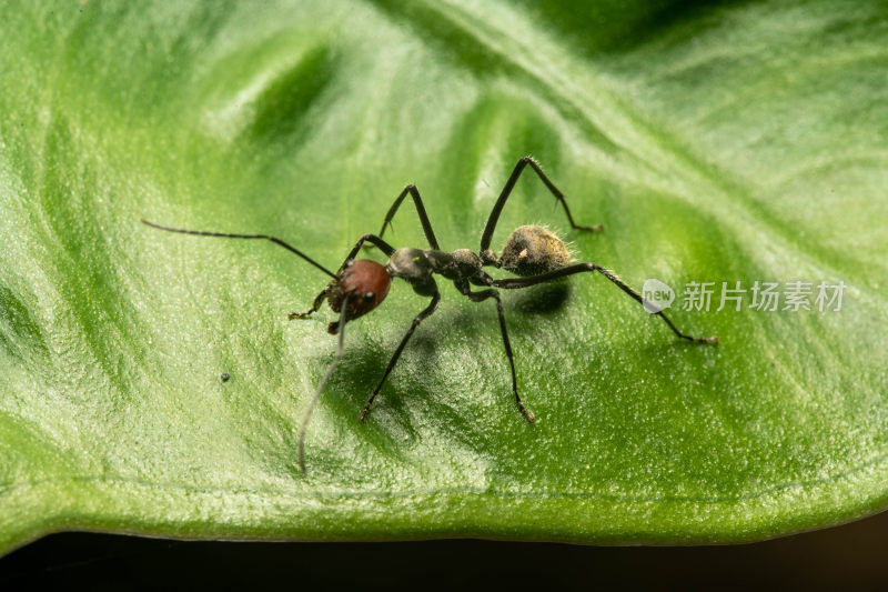 野生小蚂蚁