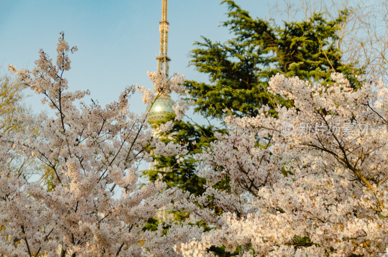 青岛中山公园的樱花盛开