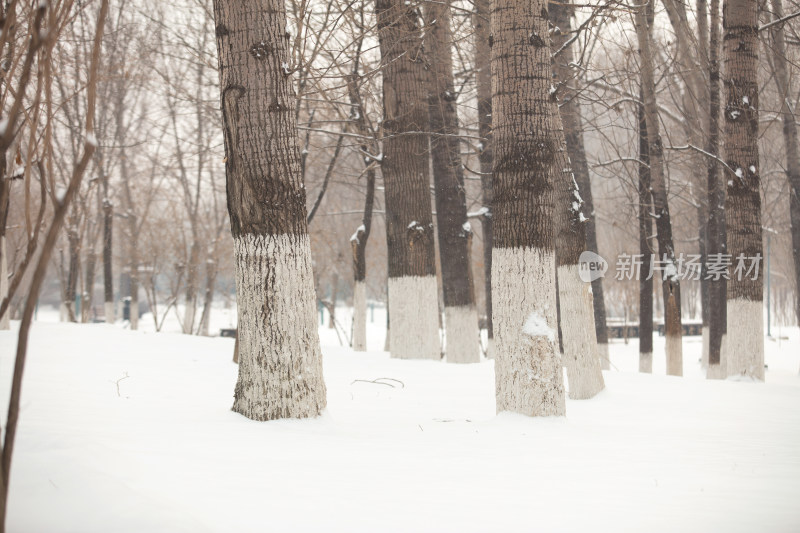 满地积雪中生长的大杨树