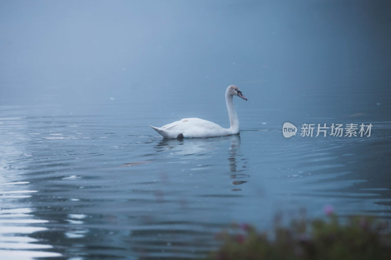 静谧湖泊上的天鹅