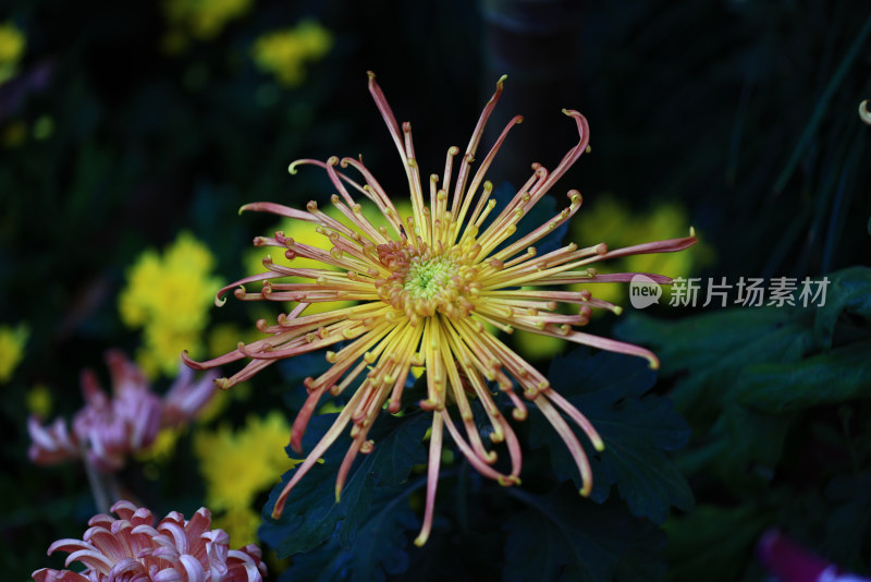 杭州植物园菊花展 橙色菊花特写