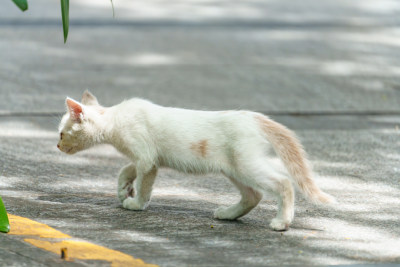 阳光下的小猫咪探险记