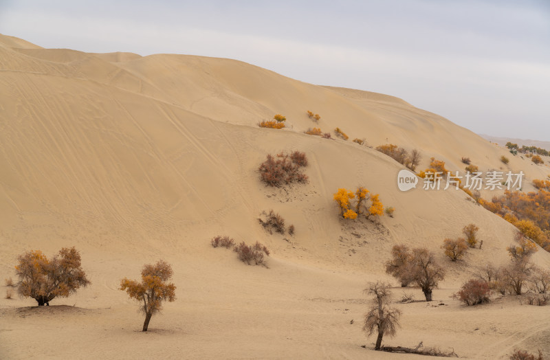 秋天新疆尉犁县葫芦岛沙漠中的胡杨树